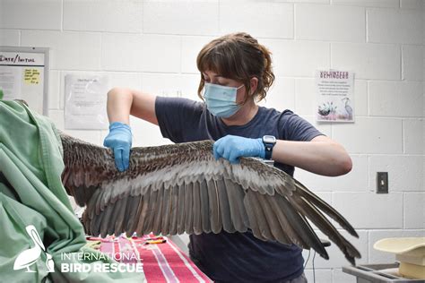 Bird Rescue Responds To Major Brown Pelican Crisis In California