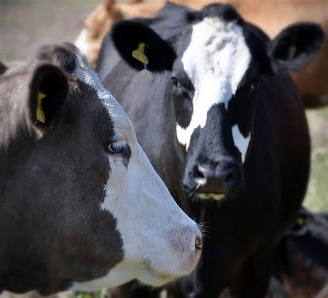 Cows Dairy And Factory Farming Reasons To Try Vegan Veganuary