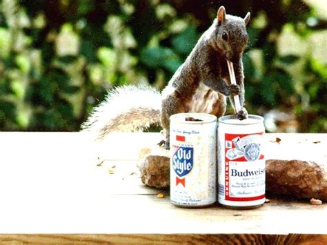 Funny Drunk Animals Wallpapers Top Free Funny Drunk Animals