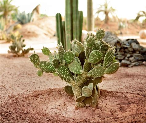 What Are The Best Methods For Watering Cactus With Pictures