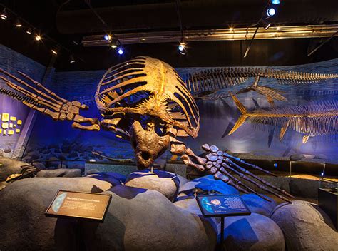 Rewards category 3 points needed per. Dinosaur Museum at Thanksgiving Point | Dinosaur museum ...