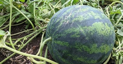 Easy Tips For Picking A Ripe Melon 2024 Atonce