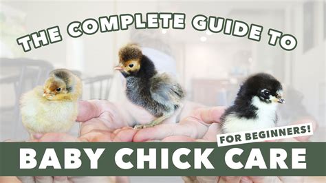 HOW TO RAISE CHICKS EASY Baby Chicken Care 101 Egg Laying Hens For