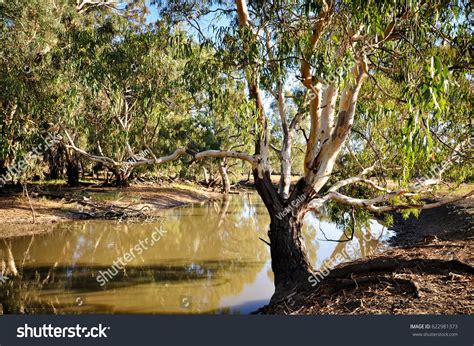 358 Gum Trees On River Bank Images Stock Photos And Vectors Shutterstock