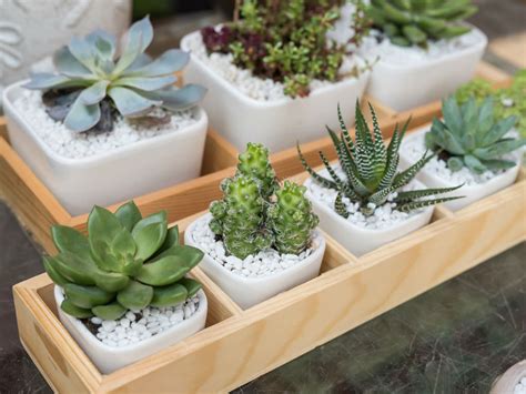 How To Avoid Killing Your Indoor Succulents World Of Succulents