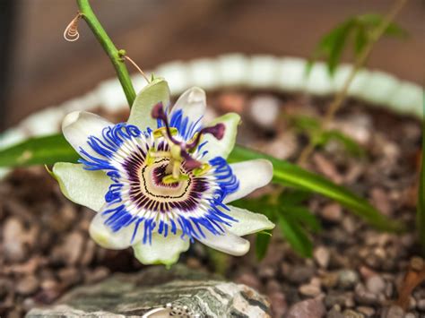 Learn How To Grow Passion Flower Vine Houseplants