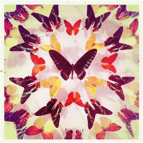 Butterfly Kaleidoscope Butterfly Art Fine Art Prints Art Prints