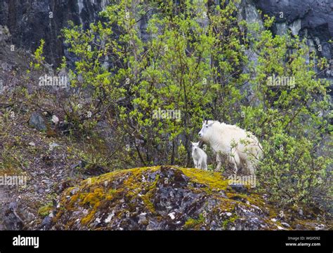 Mountain Goats Glacier Bay National Park Alaska Stock Photo Alamy