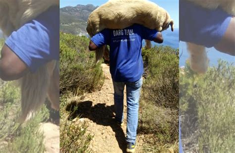 South African Hailed A Hero After Saving A Pup Stuck On Mountain