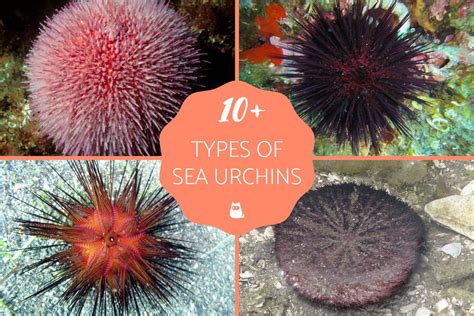 10 Types Of Sea Urchins With Photos And Descriptions