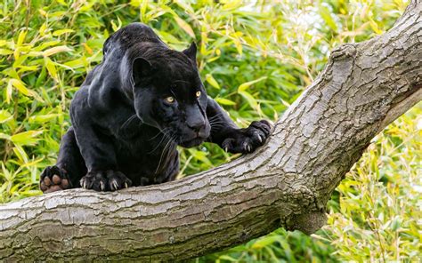 Animals Black Panther On A Tree Desktop Wallpaper Hd 2560x1600