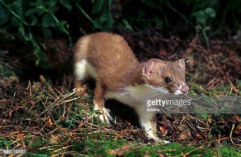 Weasel Hunting Photos Et Images De Collection Getty Images