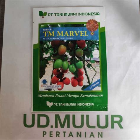 Jual Benih Tomat F Tm Marvel Isi Biji Dari Tani Murni Indonesia