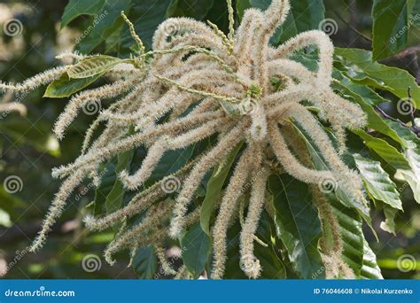 American Chestnut Male And Female Flowers Stock Photo Image Of