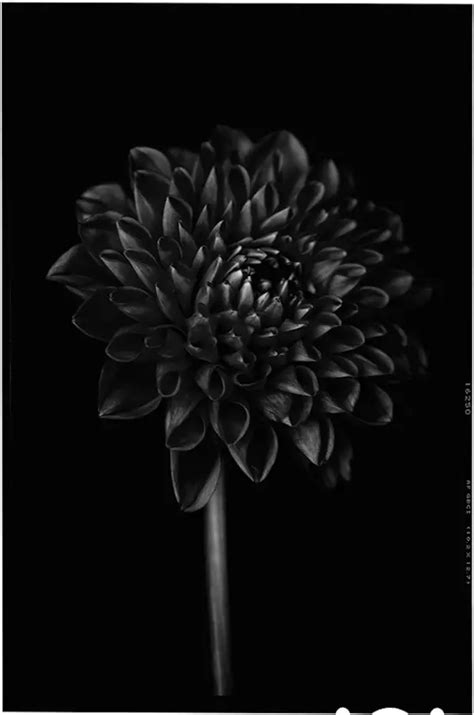 Back To Black Flowers Amazing Photos By Bettina Güber