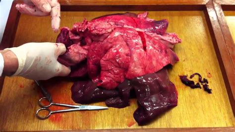 However, all the lobes help in the exchange of gases and aid breathing. Pig Heart an lungs dissection part 1 - YouTube