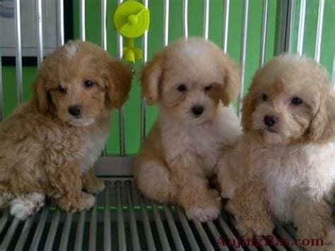 Vidio Cara Menyisir Bulu Anjing Poodle yang baik dan benar - YouTube