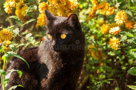 Beautiful Cute Black Cat Portrait With Yellow Eyes In