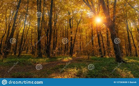 Sun Beams Through Thick Trees Branches In Dense Yellow Autumn Forest