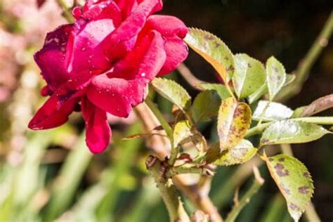 How To Treat Rose Diseases Problems And Pests Lawn Com Au