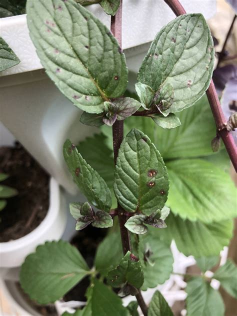 What Is This Blight On My Candy Mint Seattle Gardening