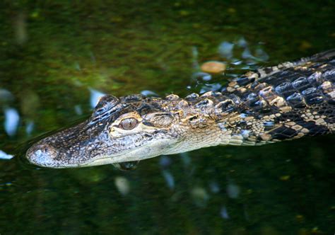 Free Images : nature, outdoor, wildlife, aquatic, predator, baby, fauna