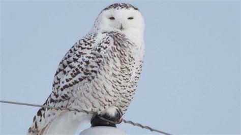 Snowy Owls Spotted In Ohio As Arctic Birds Migrate South