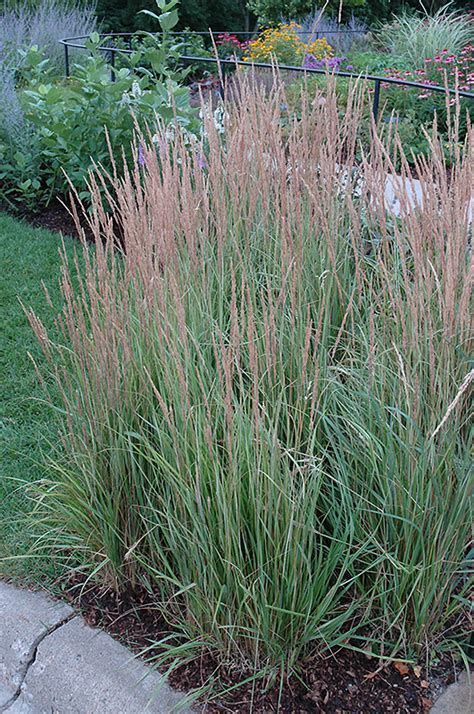 Variegated Reed Grass Calamagrostis X Acutiflora Overdam In
