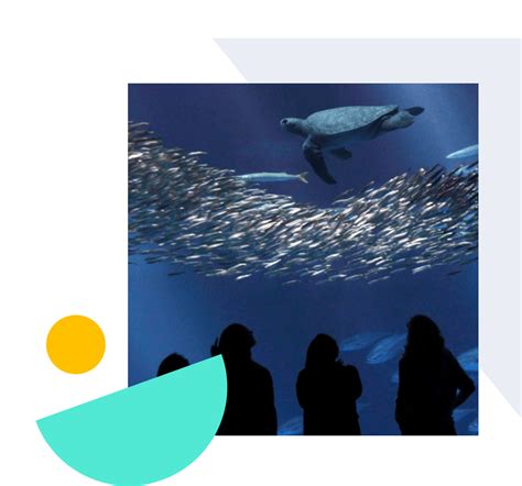 How Monterey Bay Aquarium Uses Wrike for Project Management | Wrike