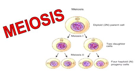 Mitosis Vs Meiosis Number Of Divisions