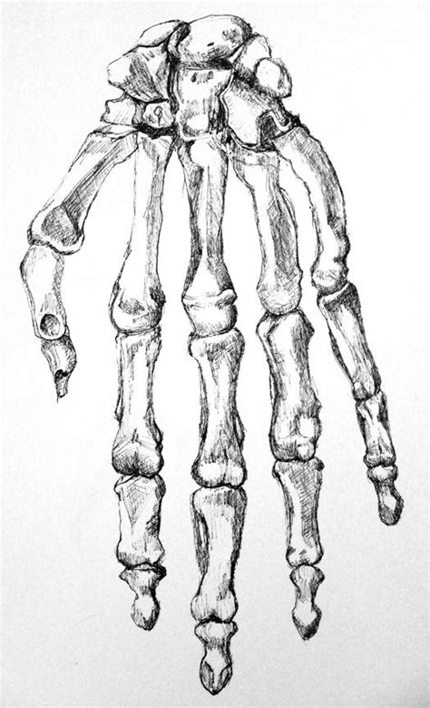 Pen Drawing Of The Bones Of A Hand Drawing By Emily Gerbig Anatomy Sketches Anatomy Drawing