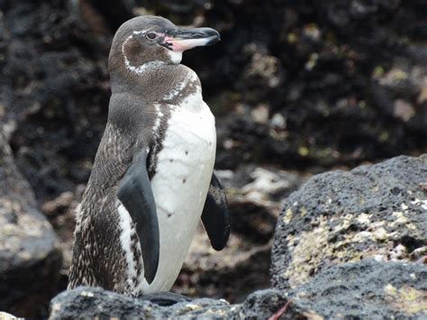 Inside the case it has the 2. Galapagos Penguin - eBird