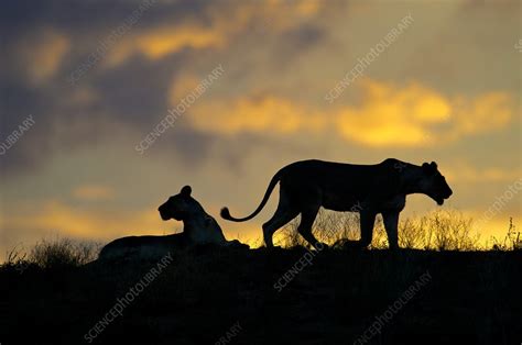 Lioness Silhouette Stock Image C0208041 Science Photo Library