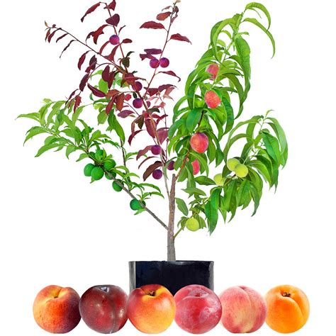 Can You Graft A Peach To A Plum Tree Exploring Fruit Tree Fusion