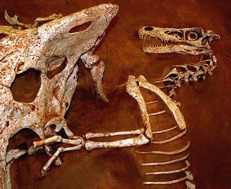 Velociraptor Fighting Protoceratops Fossils And Bones Dinosaur Pictures Photos And Facts