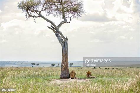 Acacia Tree Lion Photos And Premium High Res Pictures Getty Images