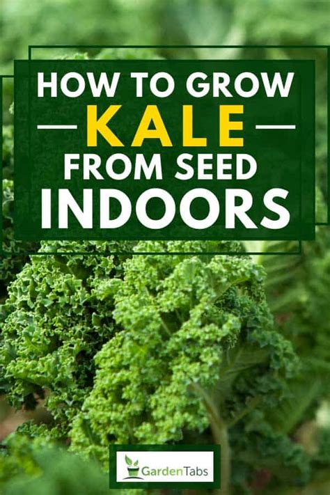 Have any recommendations for seeds? How To Grow Kale From Seed Indoors - Garden Tabs