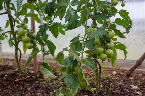 Comment Faire Pousser Des Tomates Et Les Erreurs Viter