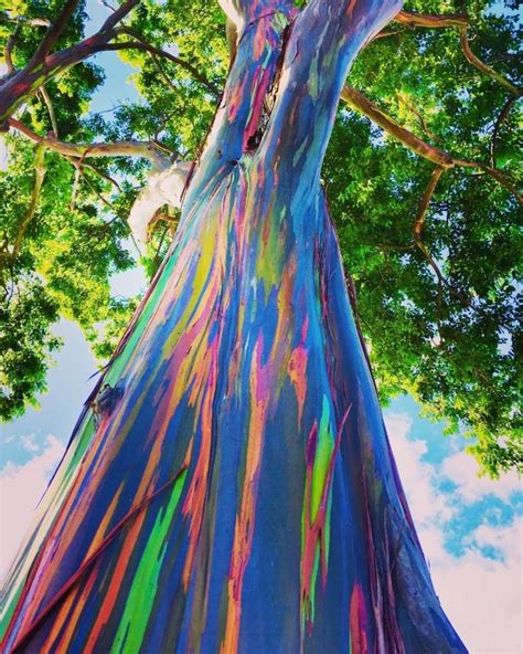 Rainbow Eucalyptus This Tree Shows Its True Colours Quite Literally