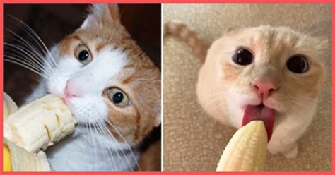 11 Adorable Photos Of Cats Eating Bananas