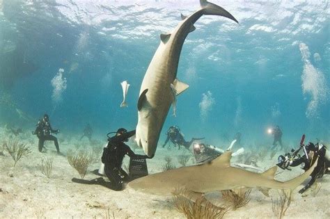 The Best Scuba Diving Sites In The Bahamas Sandals Blog