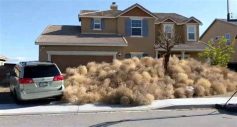 tumbleweeds take over a southern california high desert neighborhood