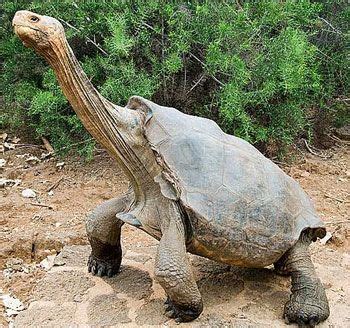 I own a red eared slider turtle. turtles without shells - Google Search | ANIMALS - TURTLES ...