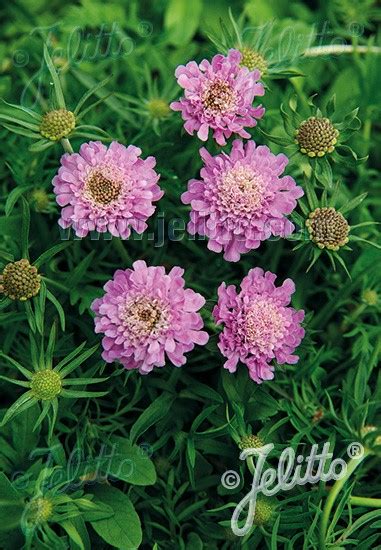 Scabiosa Japonica Var Ritz Rose Darcy And Everest