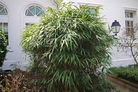 Bei ausläufer treibenden bambuspflanzen müssen sie in jedem fall eine original rhizomsperre einbauen. Pseudosasa japonica, Pfeil Bambus | Bambuswald - Bambus ...