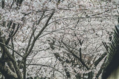 Cherry Blossoms In Kyoto In The Temples Of Daigo Ji April Stock