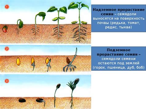 Рост и развитие растений - презентация, доклад, проект скачать