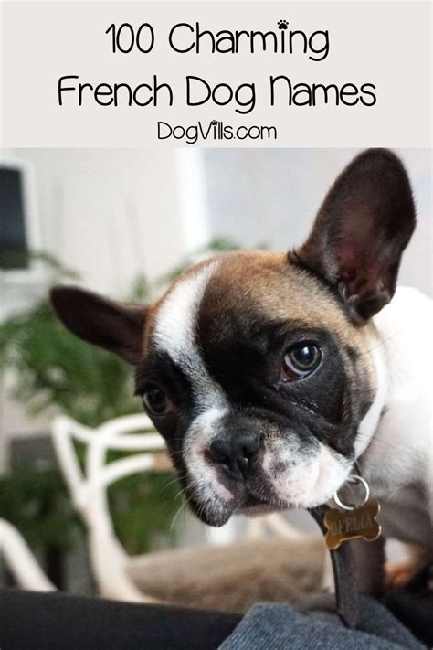 Creative ideas for american, english and french bulldogs based upon color, demeanor and style. 100 Charming French Dog Names | French dog names, Dog ...