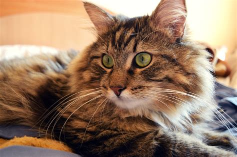 Adopting a cat and welcoming them into your family is such a fun and exciting experience. 5 Benefits Of Adopting An Older Cat (What You Need To Know ...