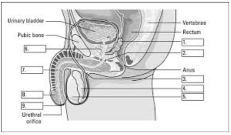 Labeling Male Reproductive System Diagram Quizlet